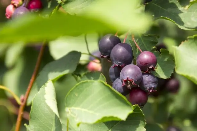 Как выглядят ягоды саскатун?