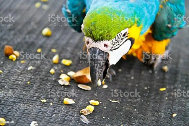 Едят ли птицы семена крепового мирта?