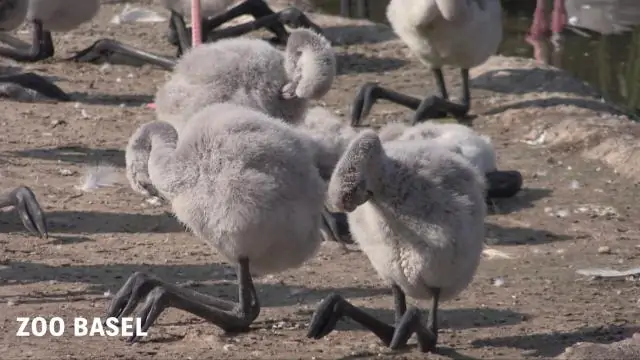 Где в дикой природе живут фламинго?