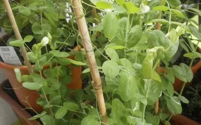 Насколько поздно можно сажать сахарный горошек?