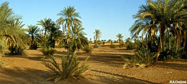 Клементины - настоящие фрукты?