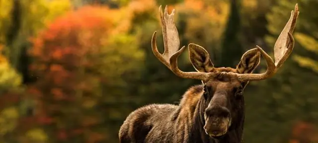 Сколько сомалийцев в Швеции?