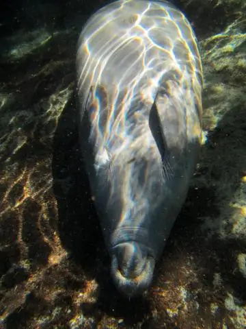 Вы умеете плавать в районе залива?