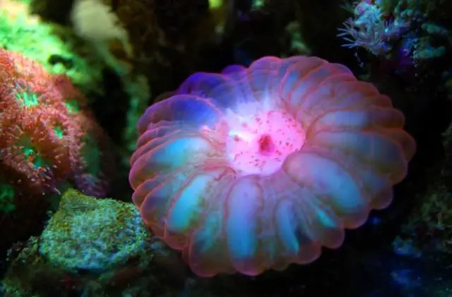 Почему Солтон-Си называют морем?