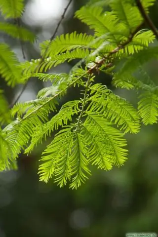 Мезоамерика - это страна?