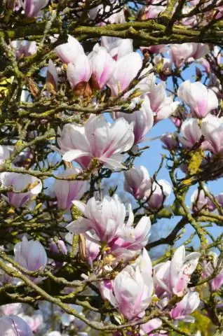 Нужны ли деревьям магнолии полное солнце?