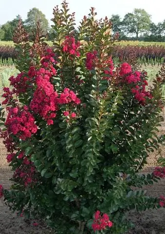 Креп мирт - это дерево твердых пород?