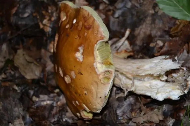 Какой проезд через дерево упал?