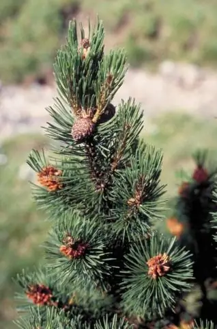 Есть ли в Египте сосны?