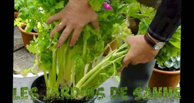 Можно ли выращивать креп мирт в контейнере?