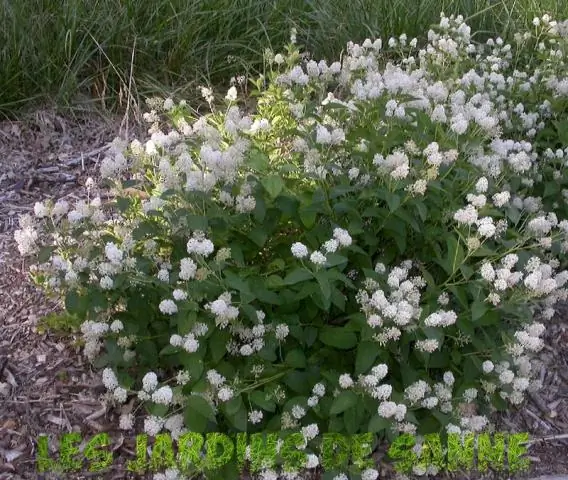 Что такое цветок Нью-Джерси?