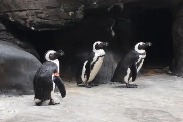 Есть ли пингвины в отеле Hilton Hawaiian Village?