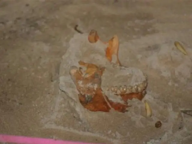 Когда вымерли тайно?