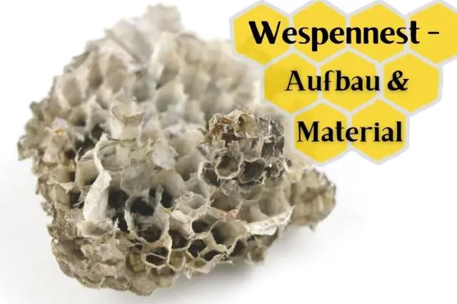 Как выглядит цветущее дерево магнолии?