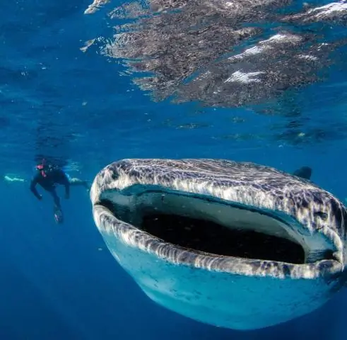 Где находятся макиладорасы в Мексике?