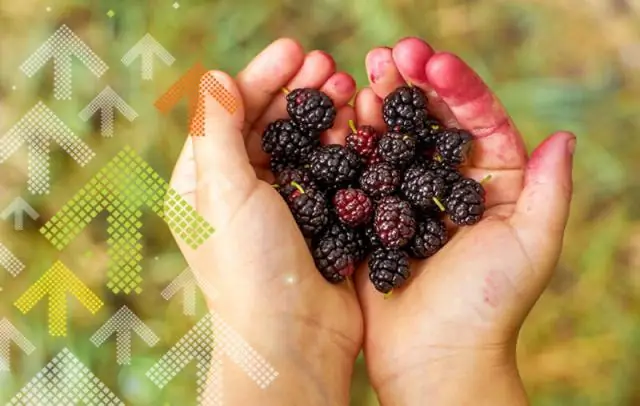 Когда можно собирать ягоды саскатун?