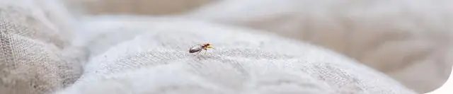 Можете ли вы сообщить в отеле о клопах?