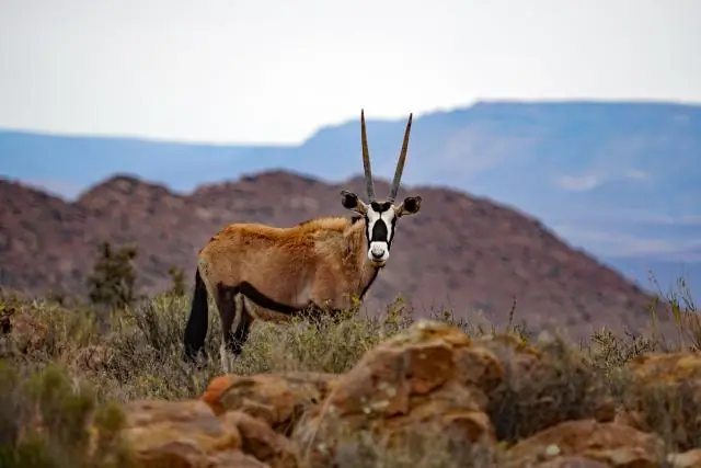 Какие животные обитают в Суккулентном Кару?