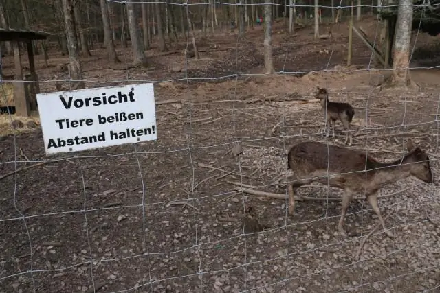 Что разрешено в Oracle Arena?