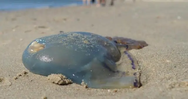 Как выглядит медуза?