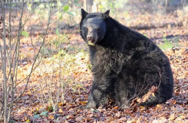 Как видят черные медведи?