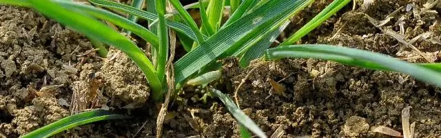 Какие бывают типы воздушных шаров?