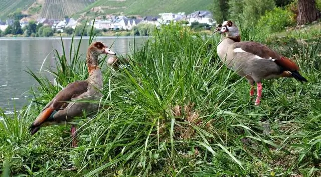 Какие растения и животные обитают в реке Нил?