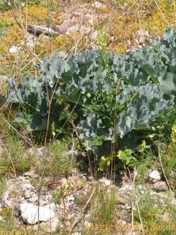 Съедобны ли цветы морской капусты?