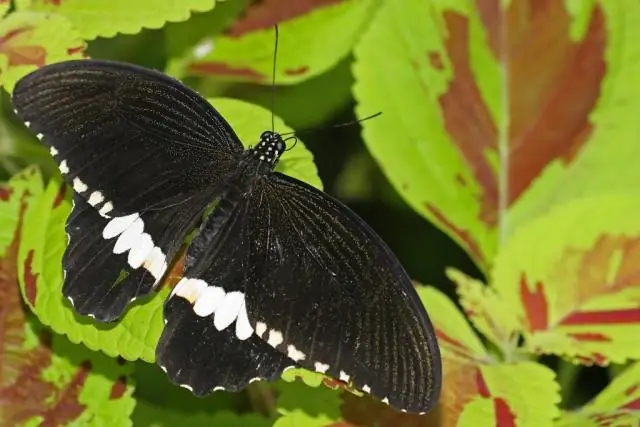 Какие регионы с рельефом в Канаде?