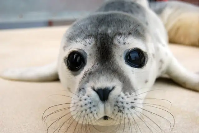 Как долго детеныш тюленя остается со своей матерью?