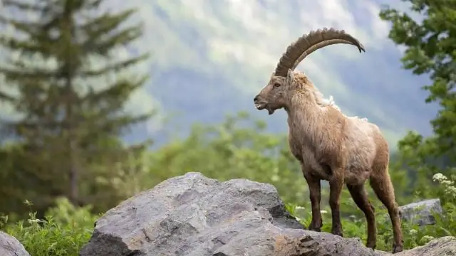 Какие животные выращиваются в Германии?