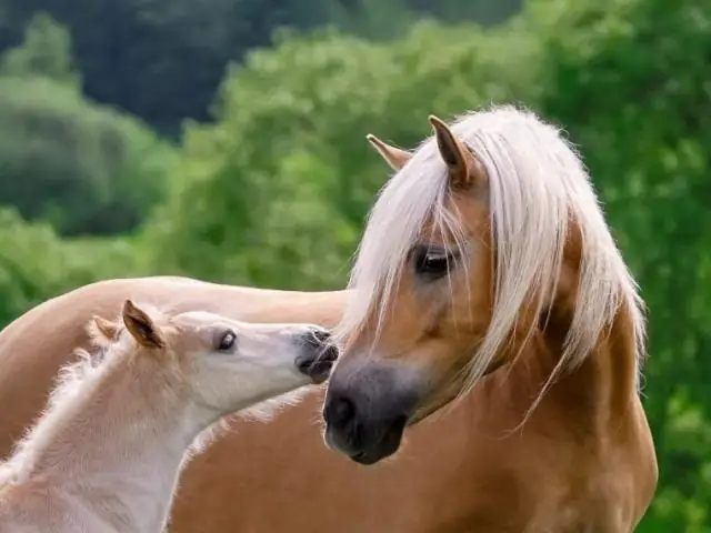 Насколько широк матрас Super Twin?