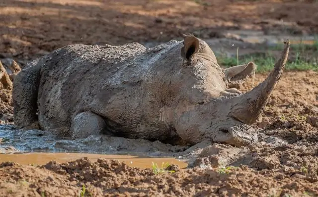 Какие виды в тайге находятся под угрозой исчезновения?