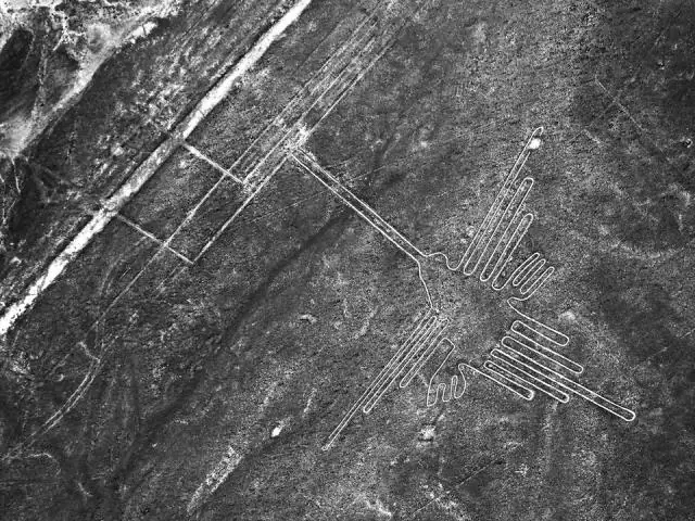 Насколько велика колибри Наска?