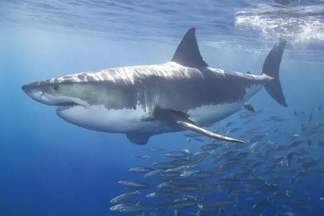 Как сказать "привет" по-понпейски?