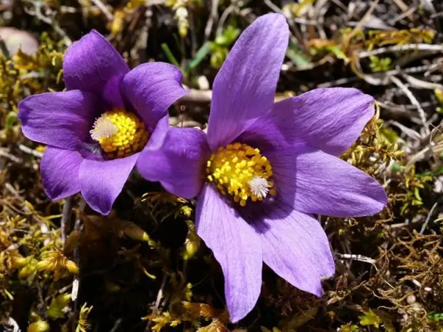 Как размножается арктическая ива?