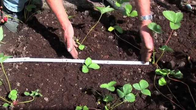 Как сажать горох?