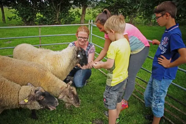 Что такое гиммер у овец?