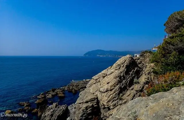 Ядовита ли Велелла Велелла?