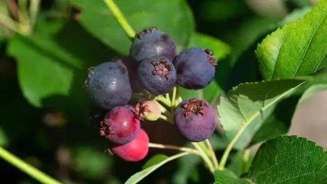 Есть ли в Саскатуне оливковый сад?