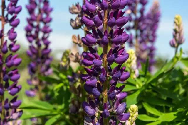 Могут ли люди есть люпин?