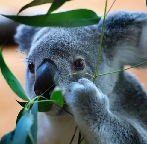 Какой телефонный код для Брисбена, Австралия?