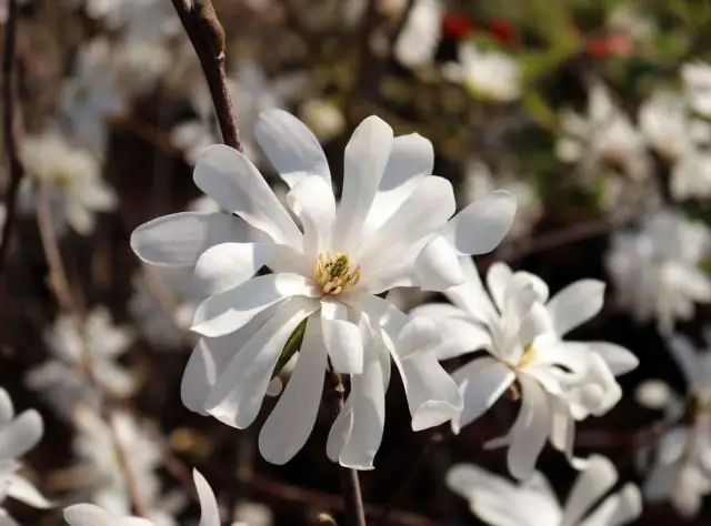 Как быстро растет магнолия Royal Star?