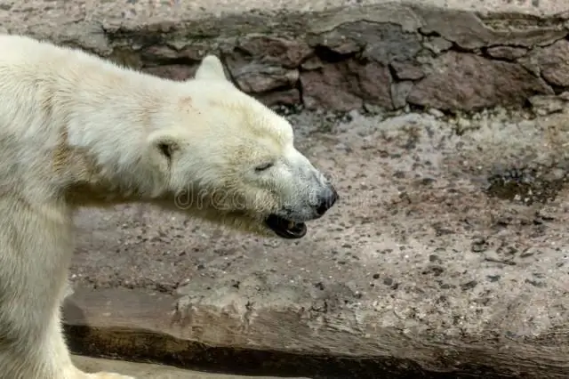 Белые медведи действительно белые?