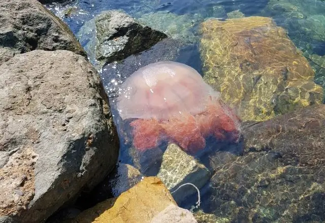 Опасны ли медузы Man of War?