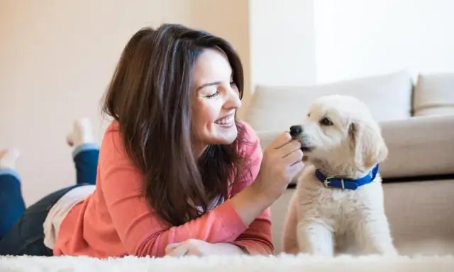 Разрешены ли домашние животные в 2go?