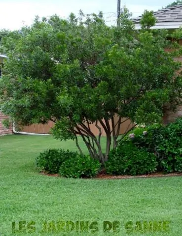 Растут ли восковые мирты быстро?