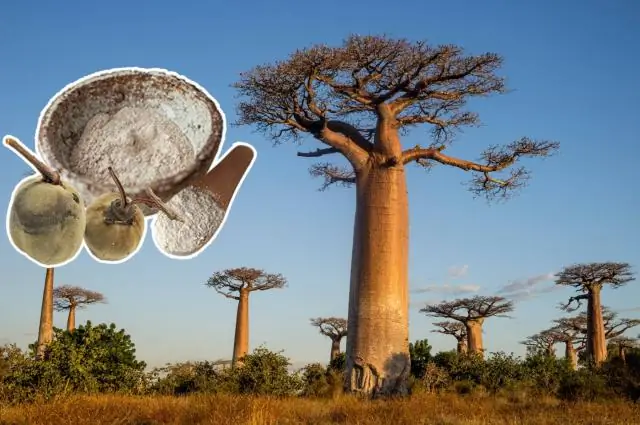 В чем особенность баобаба?