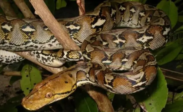 Какая самая длинная очередь в Диснейленде?