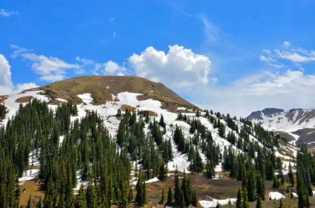 Почему в биоме тундры нет высоких деревьев?